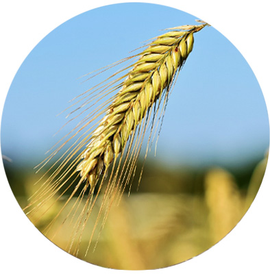 Korn / Foderråvarer