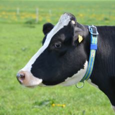 Isolight halsrem 40 mm, 1,25m til køer, sikker og lugtfri.